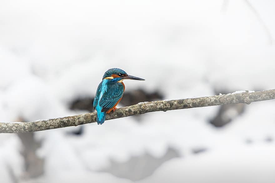 Bird, Kingfisher, Common Kingfisher, Alcedo Atthis, Winter, Snow, Plumage, Branch, Perched, Wildlife, Nature