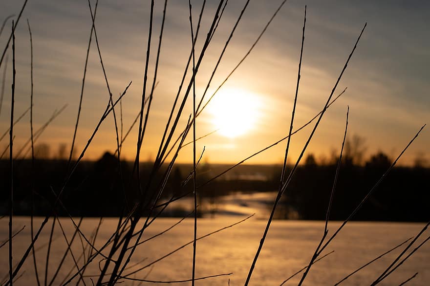 hivern, posta de sol, canyes, neu, naturalesa, Finlàndia, arbres, bosc, vespre, llum solar, sortida del sol