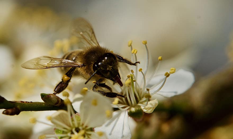 bi, blommor, pollinering, natur, vår, insekt, makro, entomologi, närbild, blomma, springtime