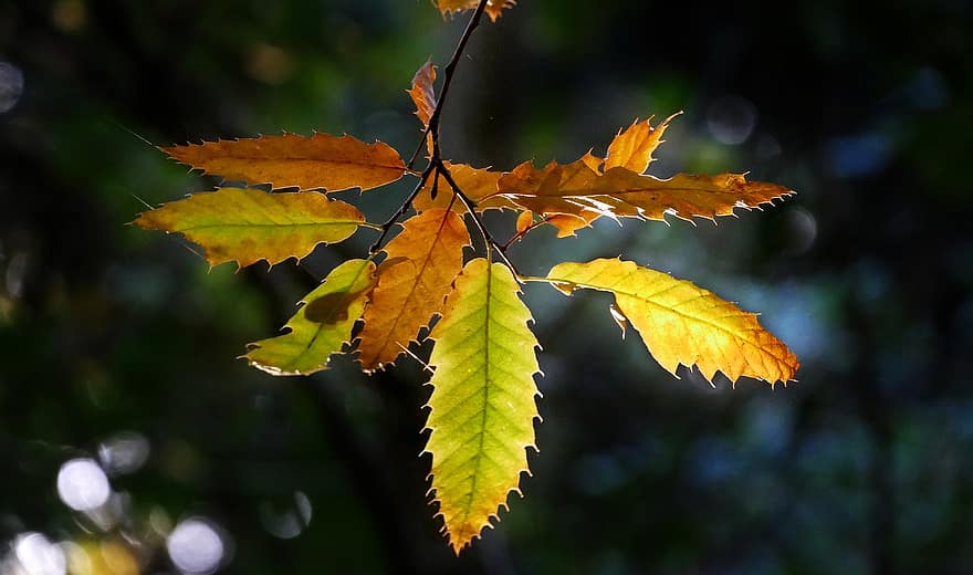 падать, осень, листва, листья, природа, лист, желтый, дерево, лес, время года, крупный план