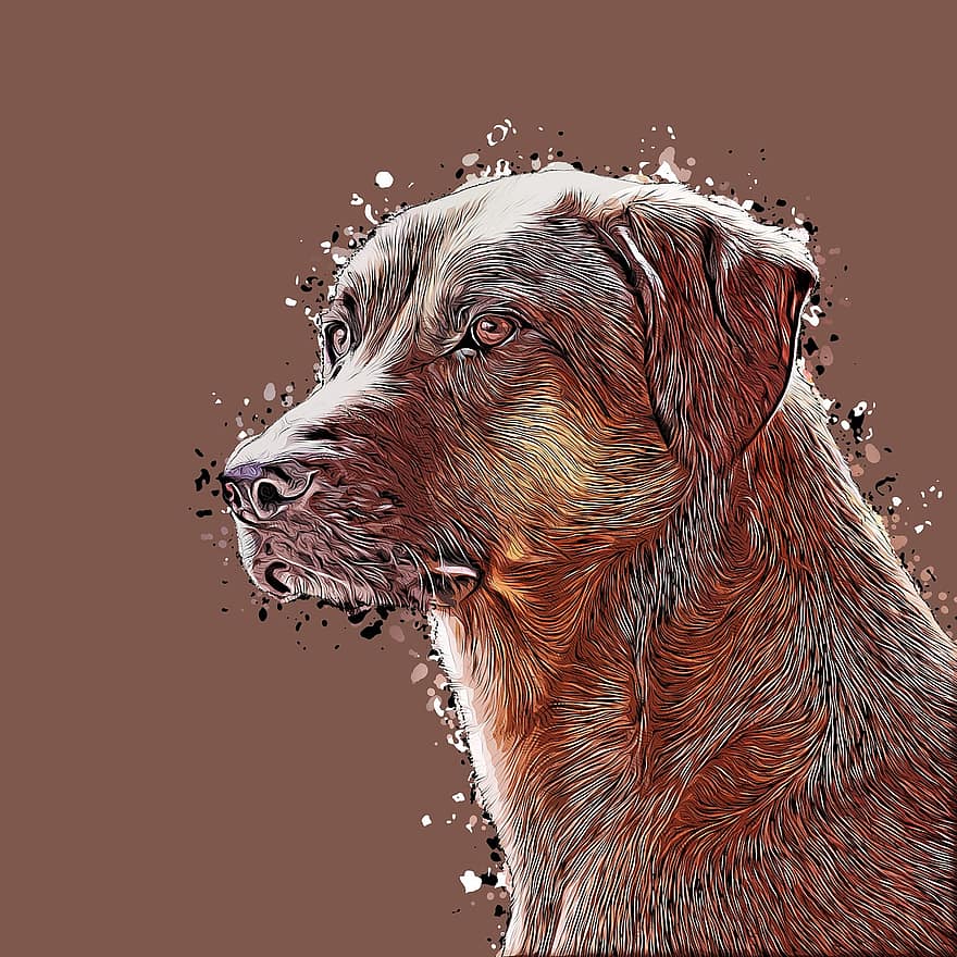 Hund, Porträt, Zeichnung, Hundeblick, braun, Beachtung, Aussicht, reinrassiger Hund, Tierporträt, Farbe