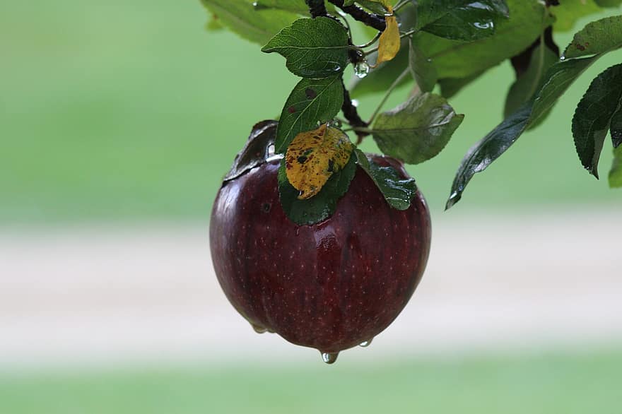 плодове, ябълка, органичен, растеж, здрав, антиоксидант, храна, продукция