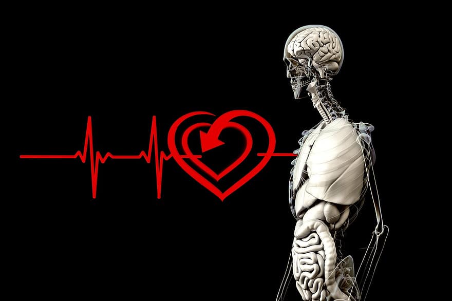 anatomie, menselijk, hart-, Pulsfrequentie:, hartslag, filosofie, psychologie, bestaan, essence, religie, geloof