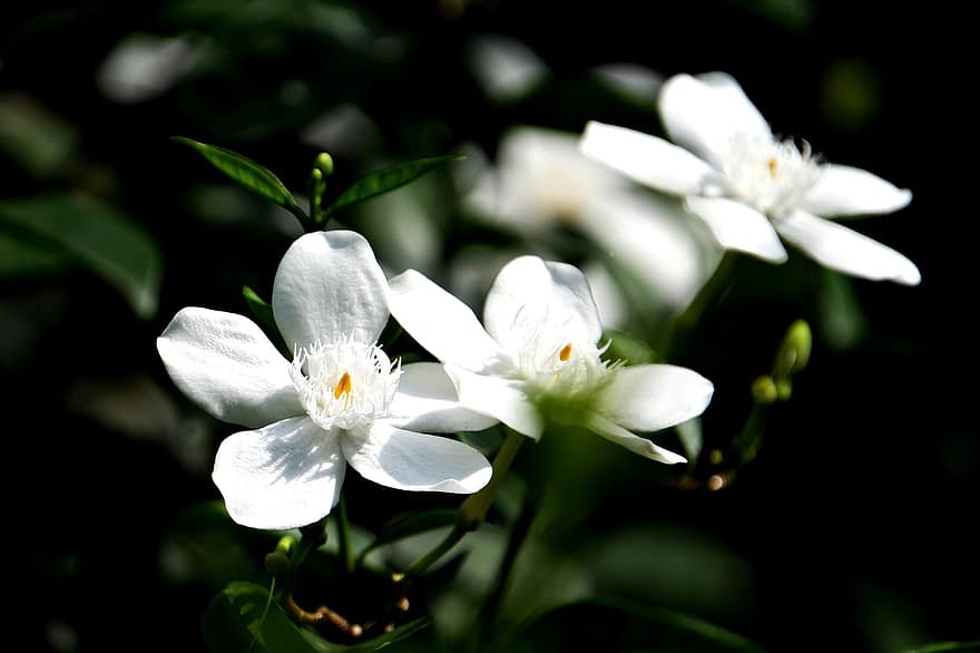 Taizemes jasmīns, ziedi, augu, balti ziedi, ziedlapiņām, zied, flora, raksturs