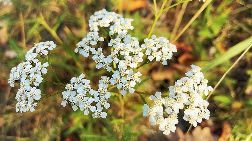 Yarrow, Flowers, Plant, White Flowers, Petals, Bloom, Grass, Nature, Fall, Autumn