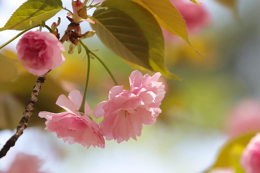 Flores de cerezo, las flores, primavera, Flores rosadas, sakura, floración, flor, rama, árbol, naturaleza