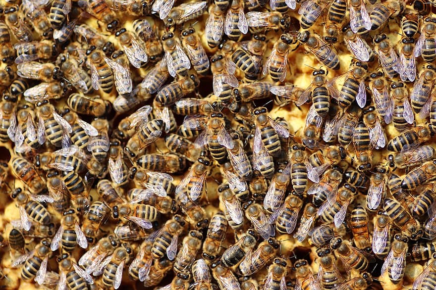 mehiläiset, mehiläispesä, mehiläisruoka, mehiläishoitaja, hunaja, hunajakenno, hyönteinen, mehiläinen, hunajamehiläinen, lähikuva, mehiläisvaha