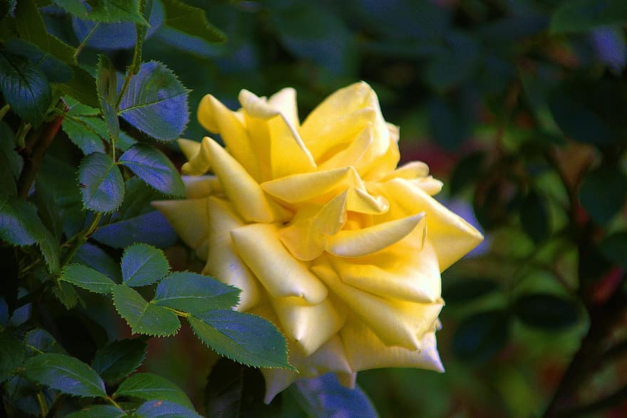 rosa, rosa gialla, fiore, fiore giallo, petali, petali gialli, fioritura, fiorire, flora, petali di rosa, rosa fiorita
