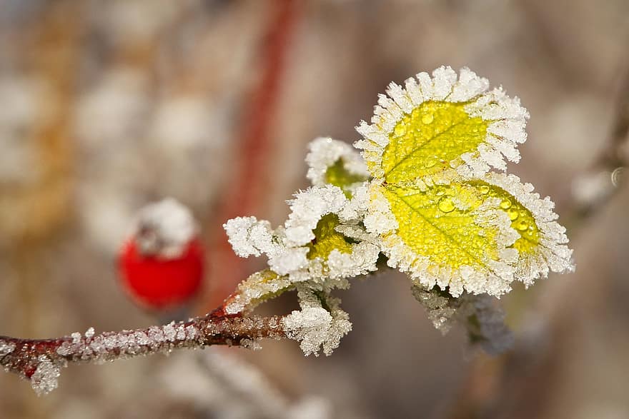 Natur, Frost, Winter, Makro, Pflanze, Botanik, Blätter, Kristalle, kalt, gefroren, eisig