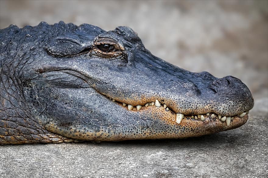 Reptil, Alligator, Tierwelt, Krokodil, Zähne, Spezies