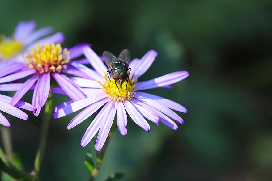 volare, fiori viola, impollinazione, macro, entomologia, giardino