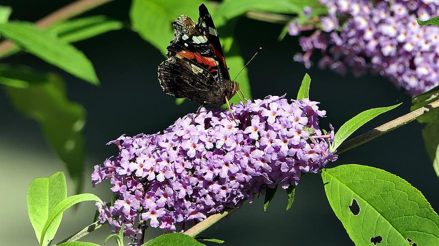 Red Admiral, Butterfly, Insect, Flower, Wings, Plant, Garden, Nature, close-up, summer, green color