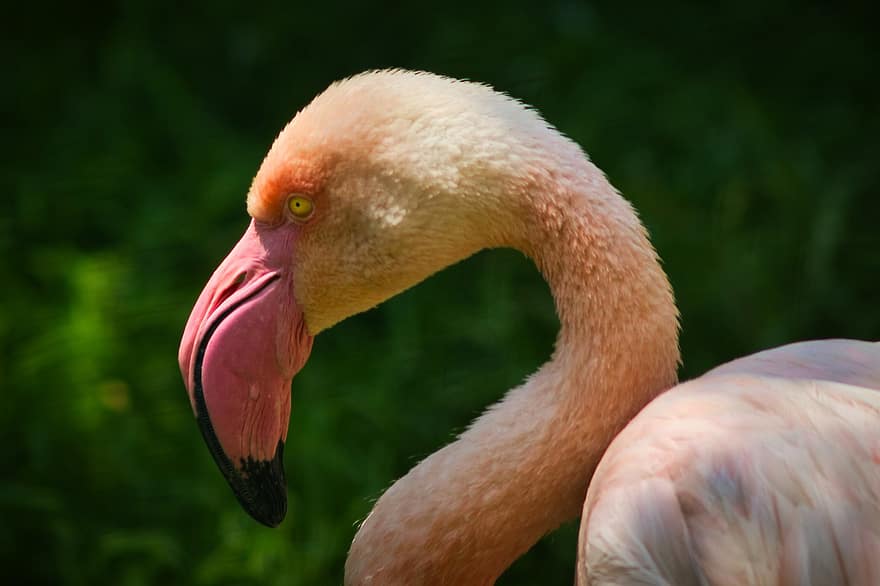 flamingo, fågel, djur-, huvud, nacke, fjäderdräkt, vatten fågel, fjädrar, näbb, räkningen, långhalsade