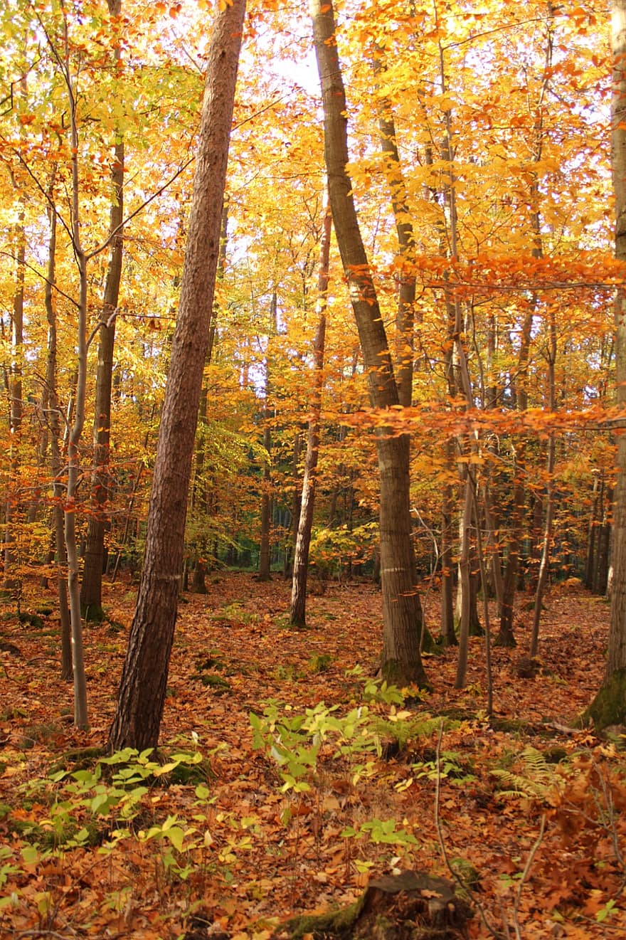 jesień, odchodzi, listowie, jesienne liście, kolory jesieni, sezon jesienny, spadek liści, spadek kolorów, pomarańczowe liście, las, drzewo