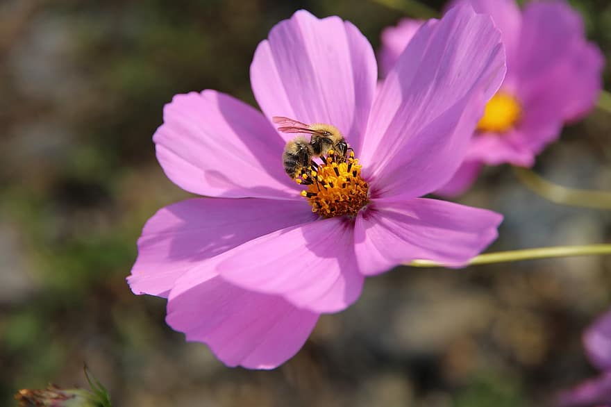 Cosmos, Flower, Bee, Pollinate, Pollination, Pollen, Hymenoptera, Insect, Winged Insect, Bloom, Blossom