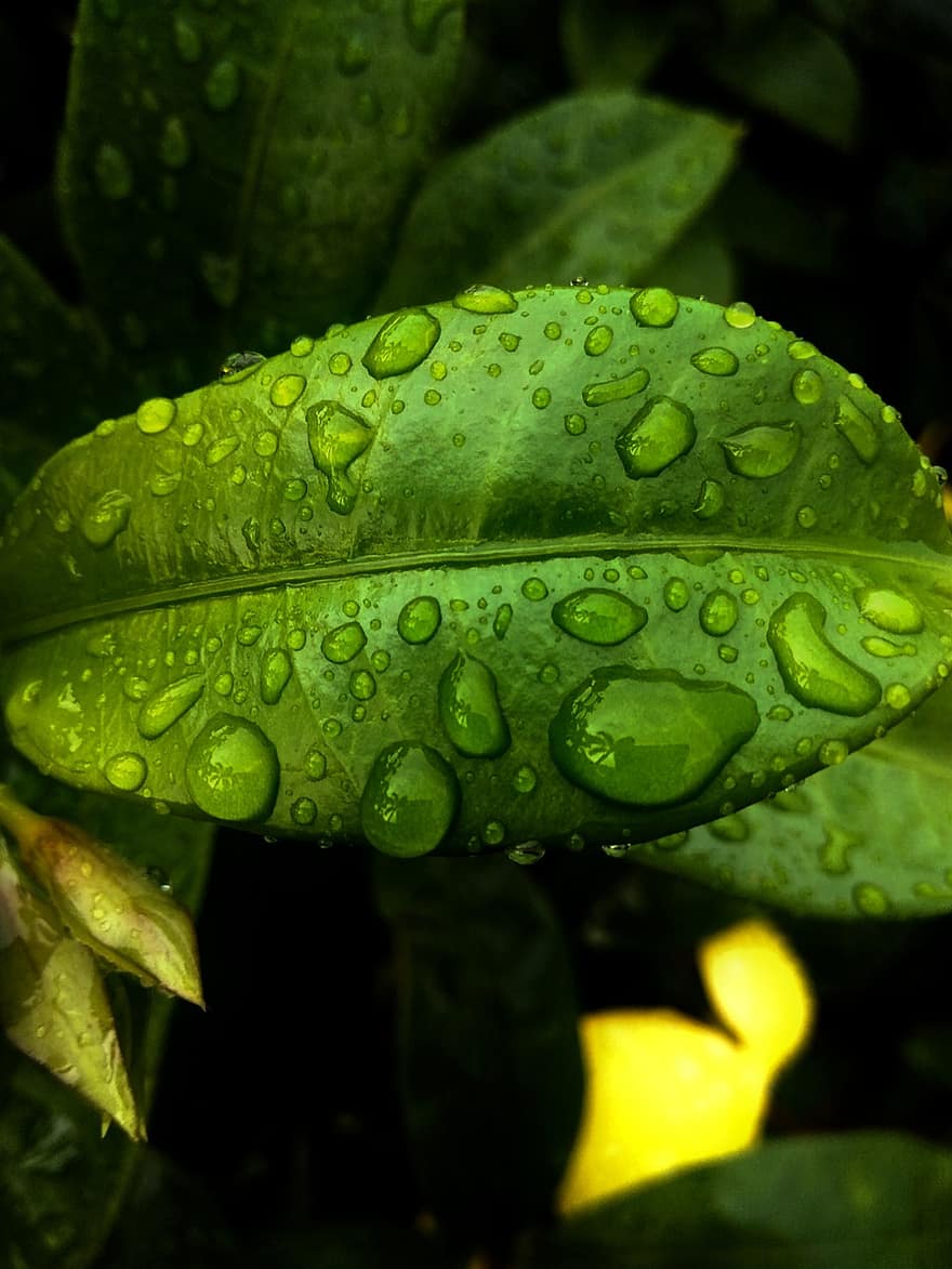листья, капельки, капли, Погода, капли дождя, дождливый