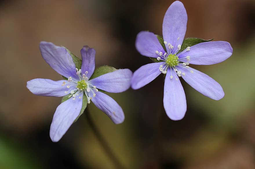 Hepatica, лепестки, пурпурный, Hepatica Nobilis, цвести, цветение, весна, Флора