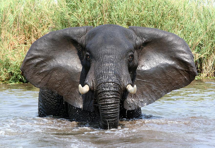 Craig Manners, l'éléphant, animal, mammifère, tronc, défense, rivière, grand animal, grand mammifère, faune, le monde animal