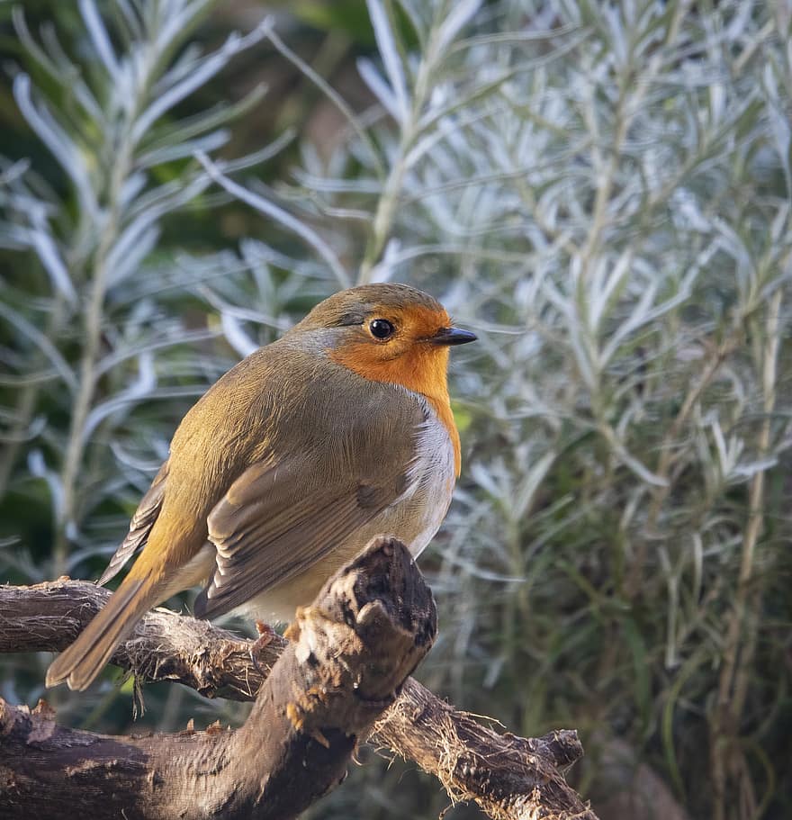 robin, burung, burung penyanyi, cabang, bertengger, burung bertengger, bulu, bulu burung, ave, ilmu burung, mengamati burung