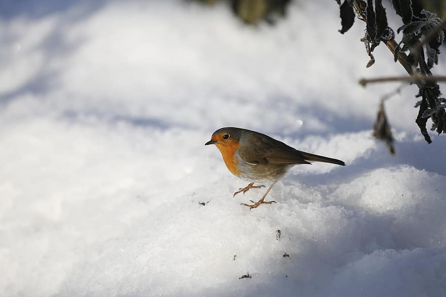 κοκκινολαίμης, πουλί, χιόνι, ζώο, ευρωπαϊκό robin, robin redbreast, άγρια ​​ζωή, φτερά, χειμώνας, φύση, παρατήρηση πουλιών