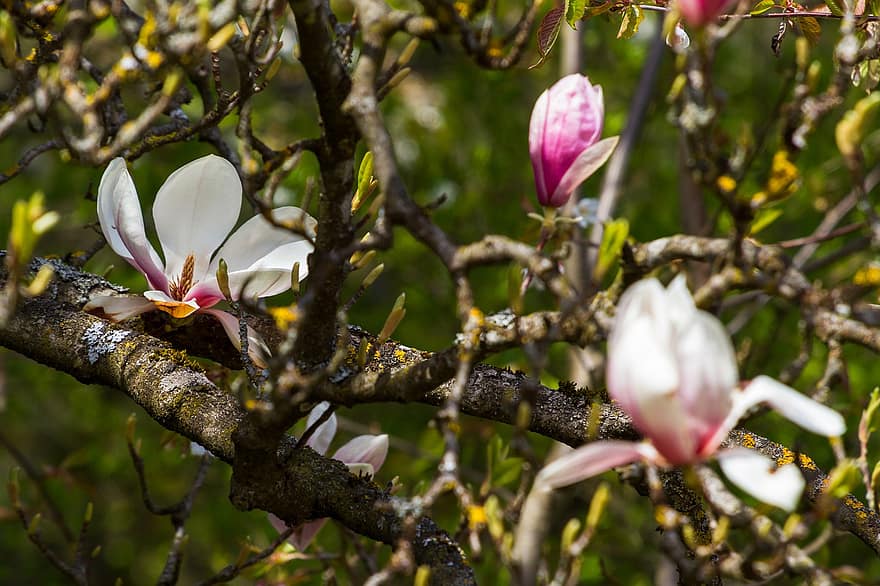 magnolia, flor, floración, Violeta, tulipán magnolia, primavera, jardín, de cerca, planta, rama, cabeza de flor
