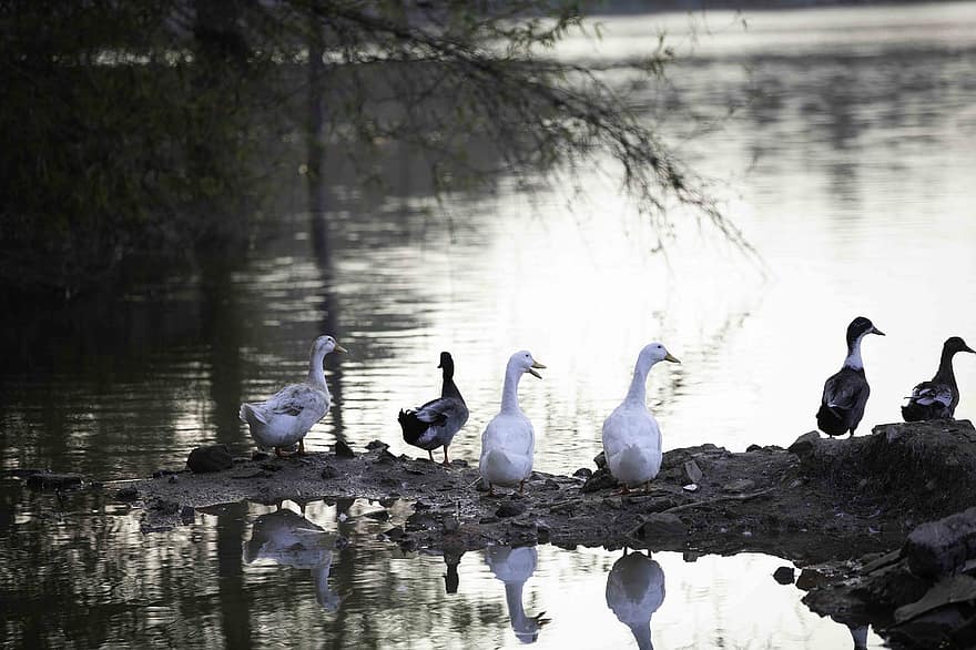 Ducks, Birds, Animals, Waterfowls, Water Birds, Lake, Plumage, Feathers, Beaks, Animal World