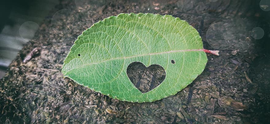 liść, dziura w sercu, Natura, serce, miłość, otwór, las, w kształcie serca, zbliżenie, tło