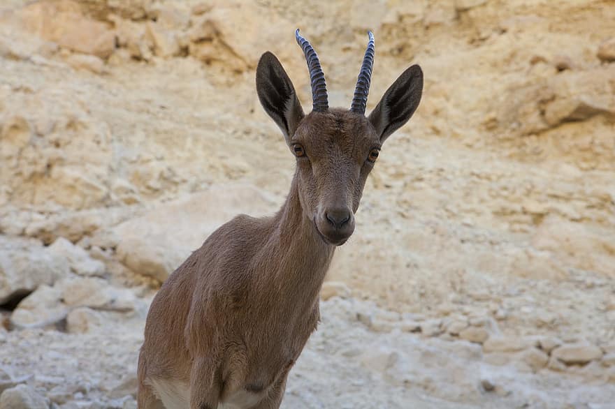Ibex, animal, animale sălbatice, alpine ibex, capră sălbatică, mamifer, natură, ein gedi