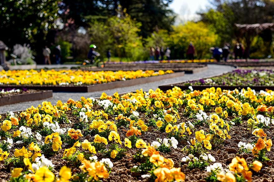 kwiaty, rośliny, ogród, żółte kwiaty, kwiat, wiosna, park, krajobraz, lyon