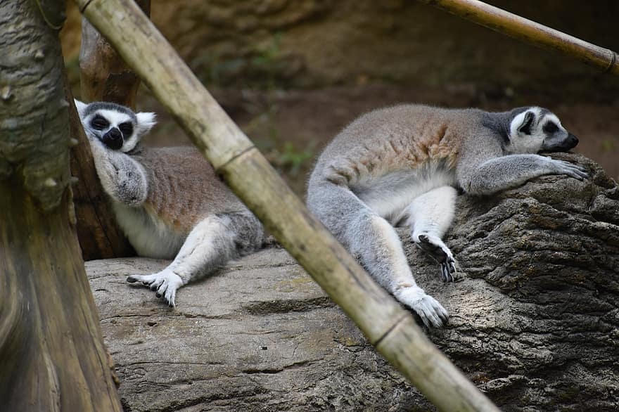 lemury, primátů, zvířat, savců, spací, zoo, zoologie, biologie, volně žijících živočichů