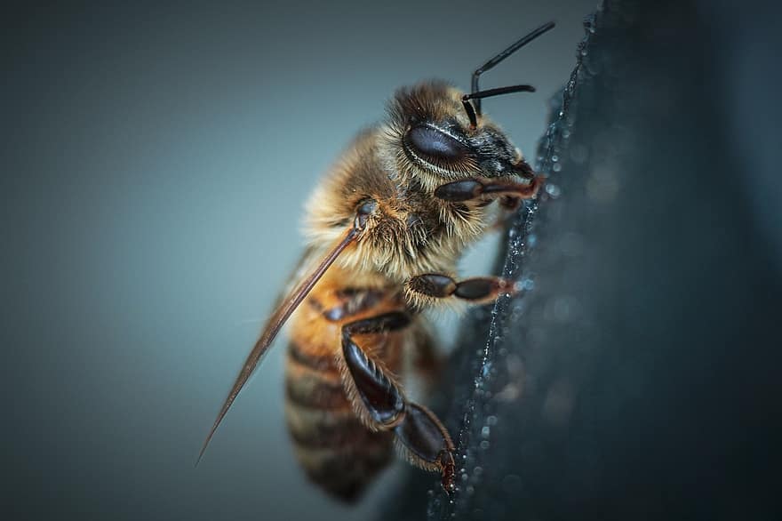 bi, insekt, entomologi, makro, tæt på, dyr, bestøvning, honning, honningbi, pollen, gul