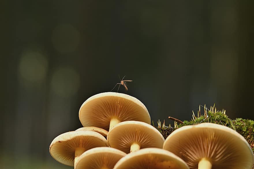 houby, komár, les, podzim, Příroda