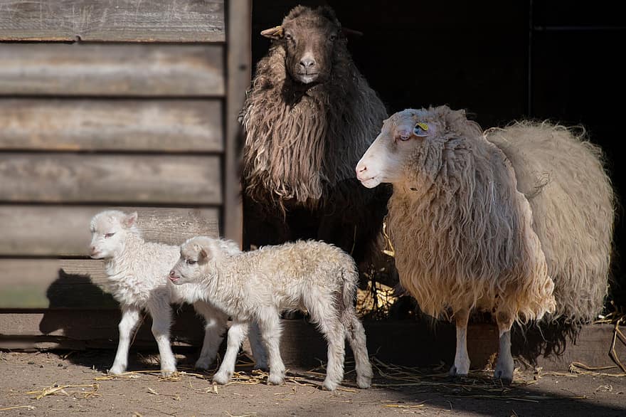 Sheep, Farm Yard, Livestock, Nature, Outdoors, Wildlife, Lambs, Mammals, farm, agriculture, wool