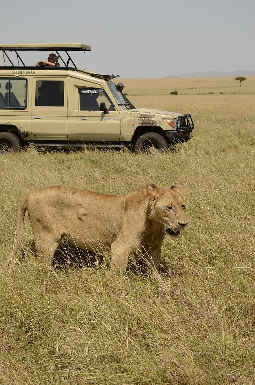 leu, animale sălbatice, leoaică, savană, Safari, natură