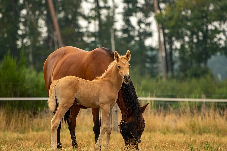 Foal, Horses, Animals, Equines, Mammals, Equestrian, Farm, Farm Animal, Farm Yard, Wildlife, Nature