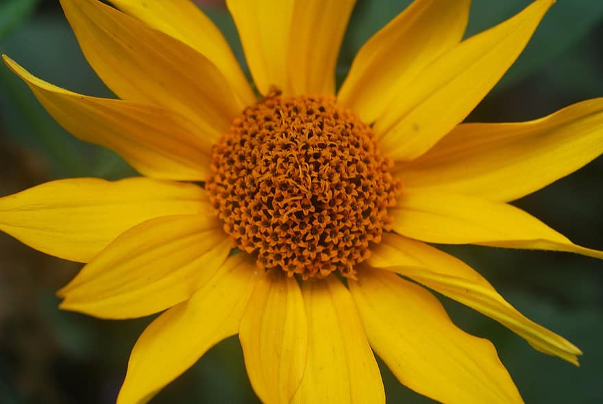 соняшник, квітка, жовта квітка, пелюстки, жовті пелюстки, цвітіння, флора, природи
