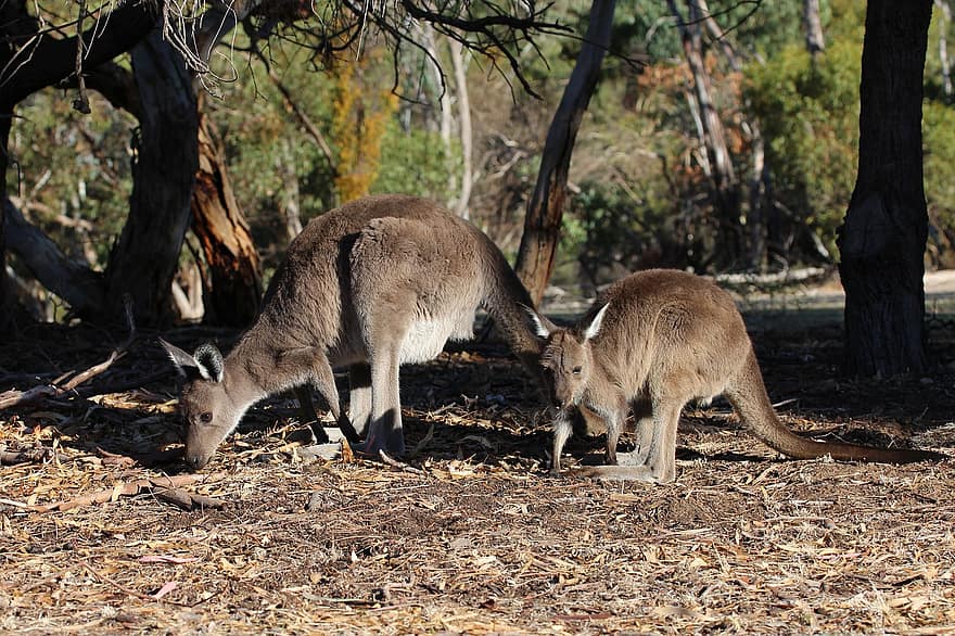 canguros, animales, forrajeo, juvenil, animal joven, marsupiales, fauna silvestre, naturaleza, Parque Nacional Black Hill, Australia, madre