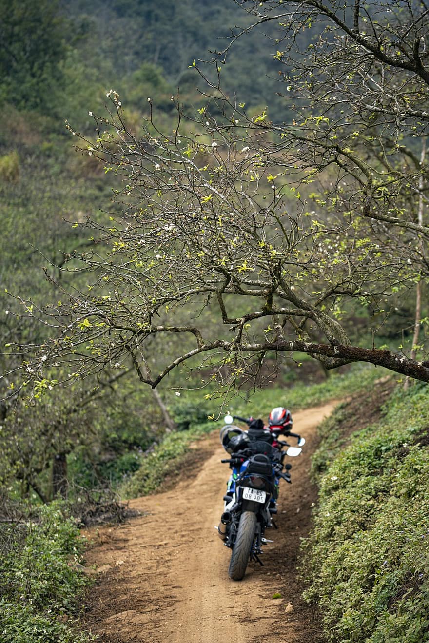 след, лес, мотоцикл, деревья, дорожка, транспортное средство, транспорт, внедорожный, природа, сельская местность