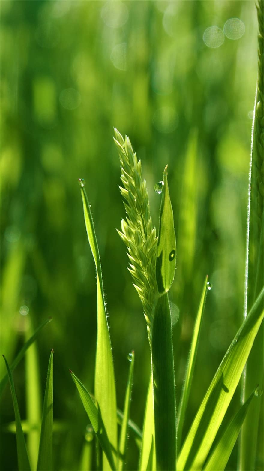 Grasses, Plant, Dew, Wet, Dewdrops, Leaves, Blades Of Grass, Meadow, Nature, Bokeh