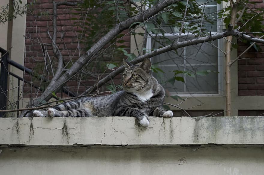кошка, балкон, домашнее животное, на открытом воздухе, котенок, животное, полосатый кот