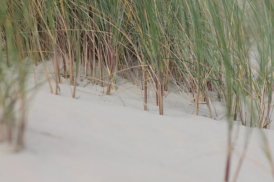 platja, dunes de sorra, herba de platja, creixement, sorra, fons, estiu, planta, primer pla, duna de sorra, full