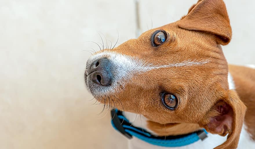 Jack Russell Terrier, terrier, hund, valp, øyne, portrett, kjæledyr, venn, canine, avle, dyr