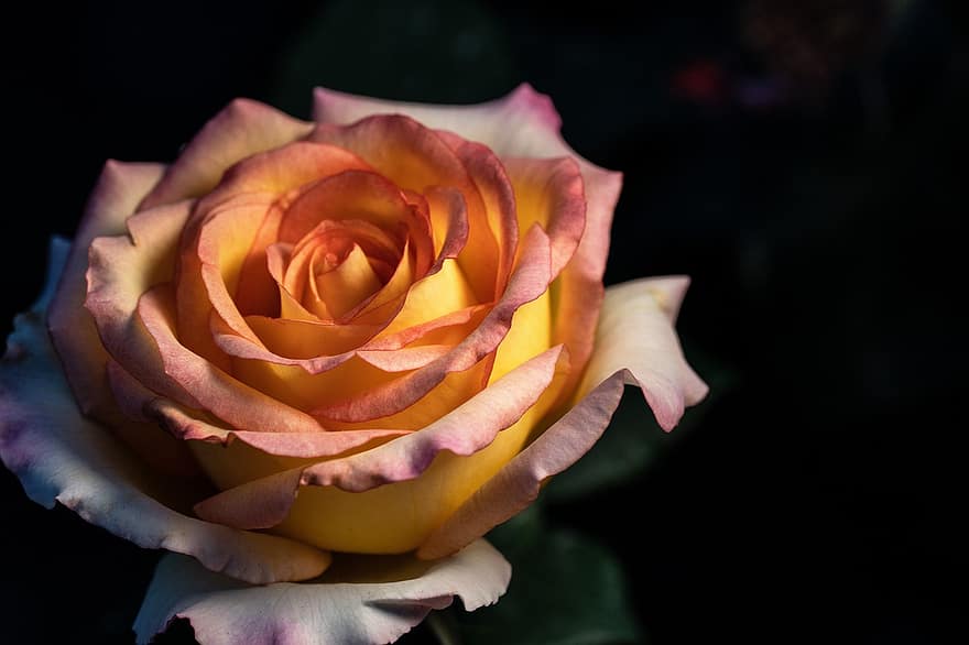 роза, цвете, цъфна роза, листенца, розови листенца, разцвет, цвят, флора