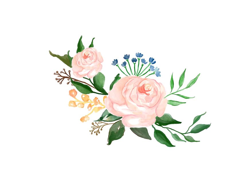 akvarelis, zieds, rozes, glezna, daudzkrāsains, pavasarī, zīmējums, zied