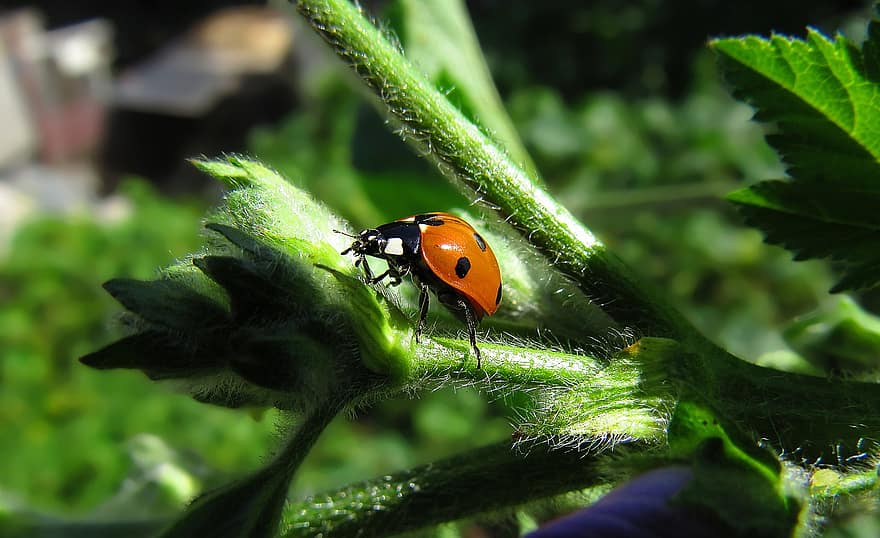 mariquita, escarabajo, planta, minúsculo, insecto, animal, naturaleza