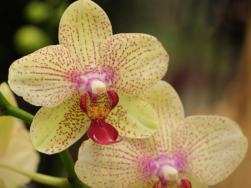 орхидеи, цветы, желтые цветы, лепестки, желтые лепестки, цветение, цвести, фаленопсис, экзотический, Флора, природа
