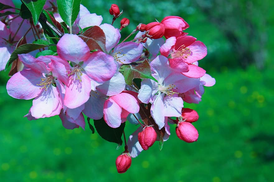 květ jabloně, květiny, jaro, jablko, růžové květy, pupeny, květ, větev, strom, zahrada