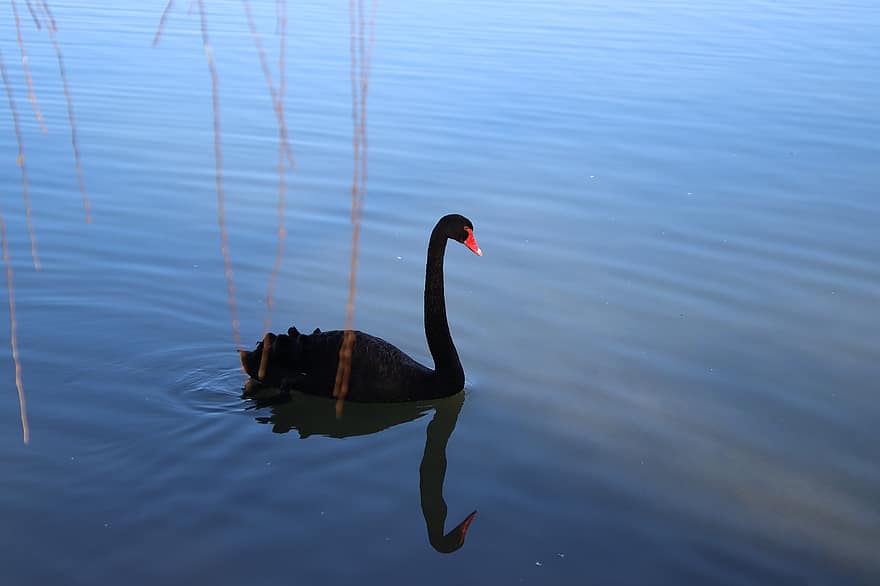 cisne, pájaro, estanque, cisne negro, lago, AVE acuática, pájaro acuático, vadeando, animal, reflexión, agua