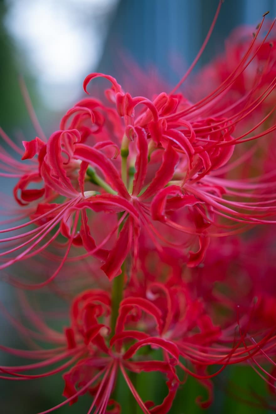 hoa huệ nhện đỏ, những bông hoa, Hoa đỏ, cánh hoa, cánh hoa đỏ, hoa, cây, lycoris radiata