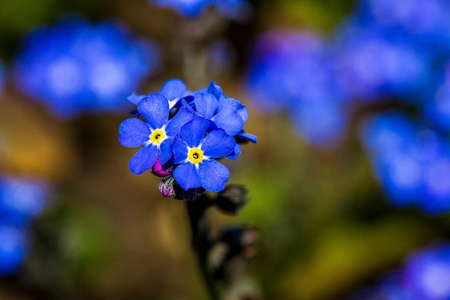 Glem mig ikke, blå blomster, blomster, blomstre, flor, flora, natur, forår, have, blomst, tæt på